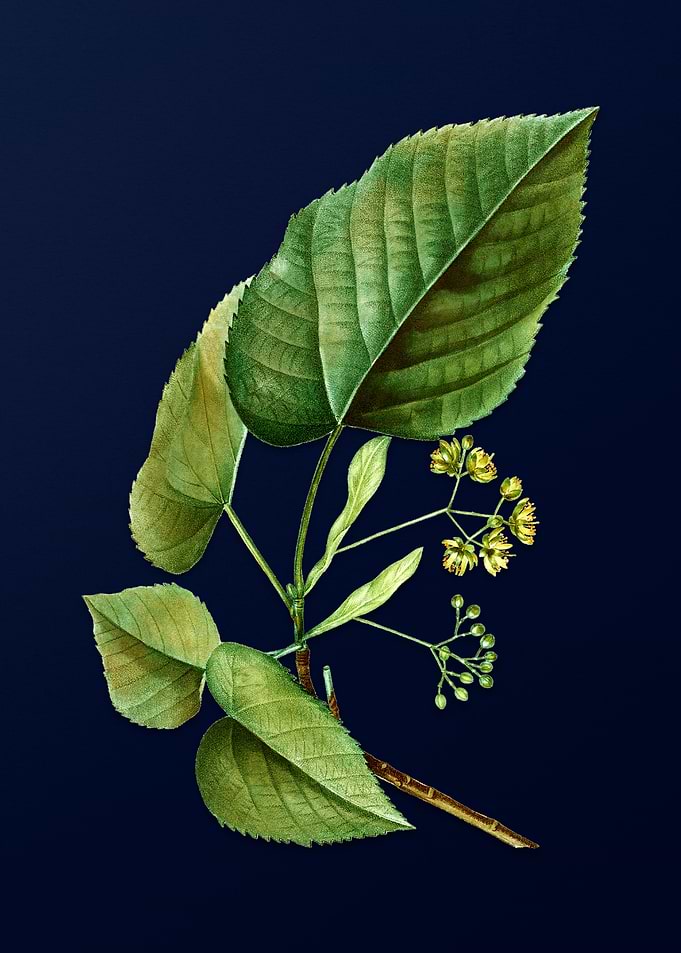 Floral Botanical on Blue