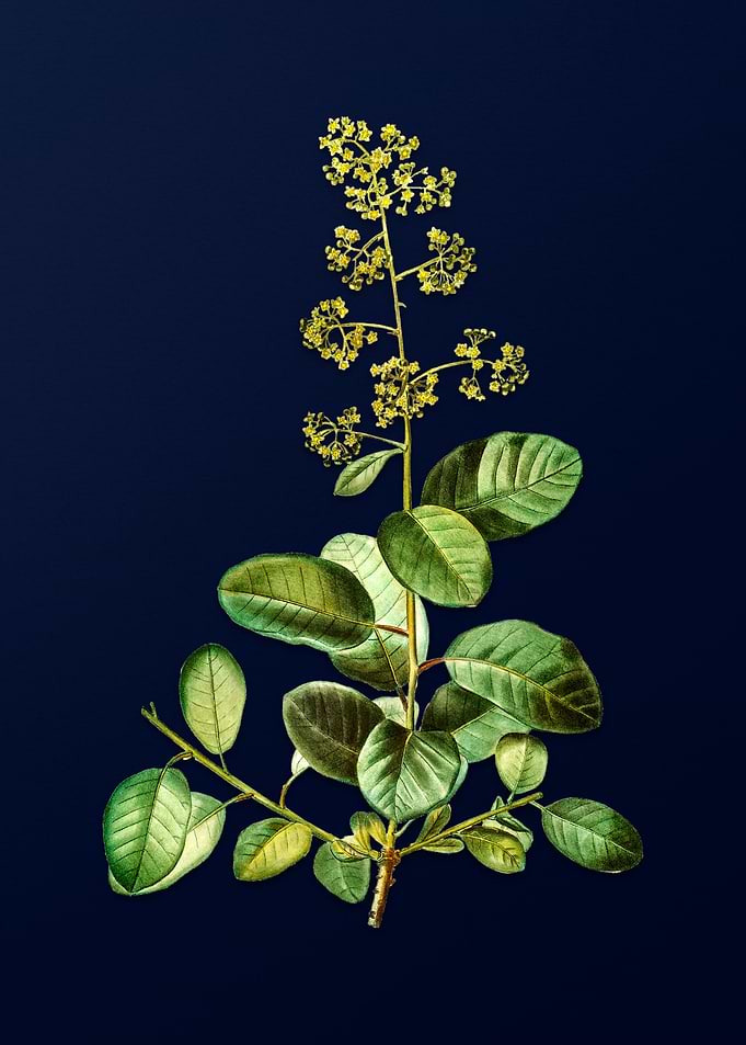 Vintage Botanical on Blue