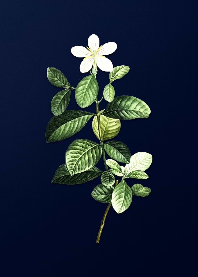 Vintage Gardenia Flower