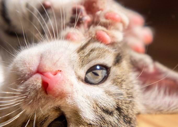 cat photo