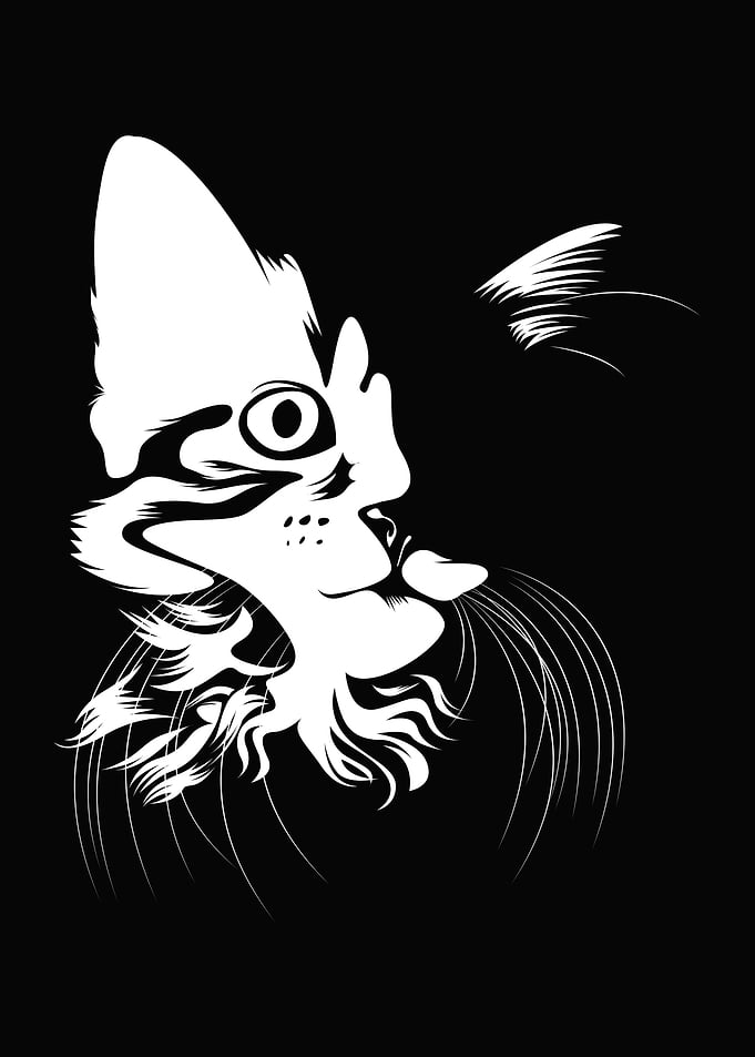 black white cat face