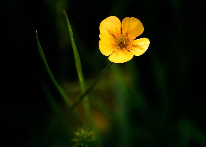 Wild Flowers of Essex