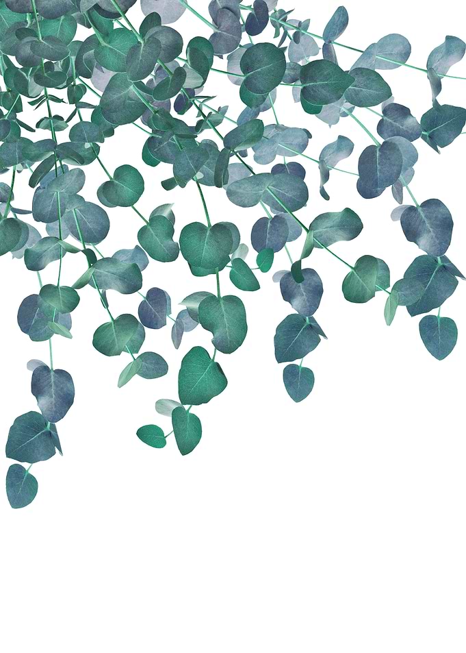 Eucalyptus Delight 1