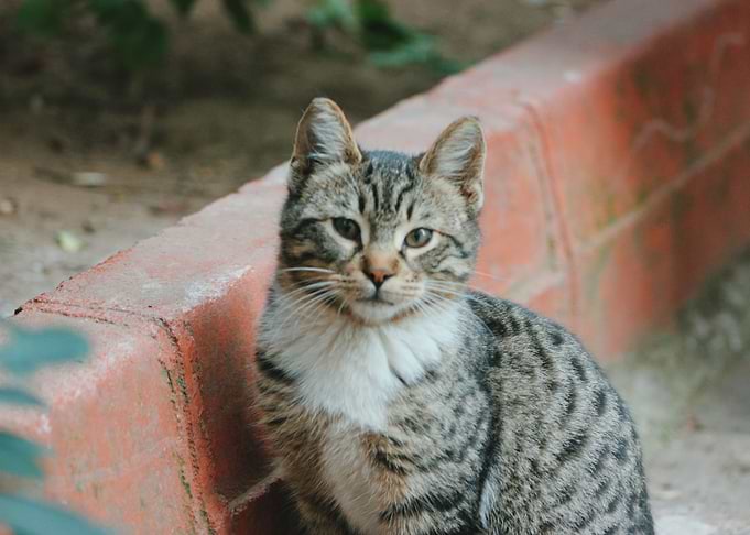 cat photo