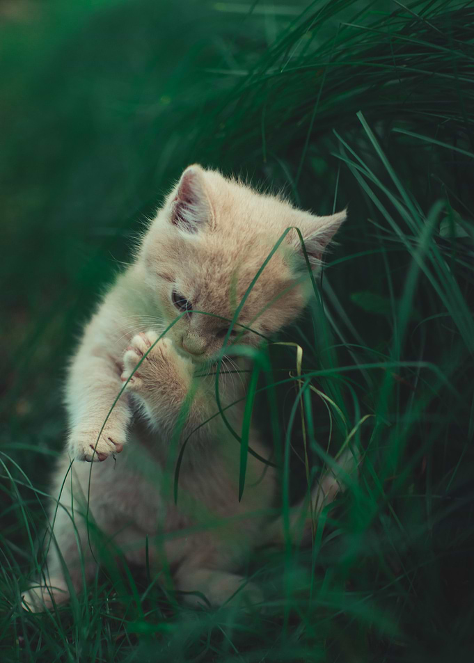 cat photo