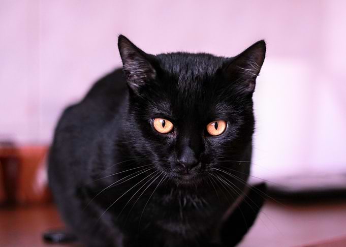 cat photo