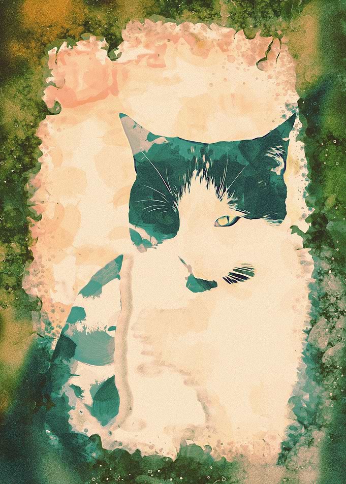 cat photo
