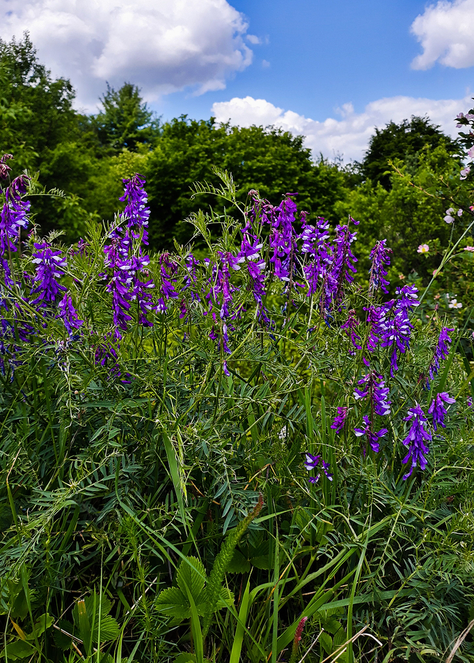 Forest bells