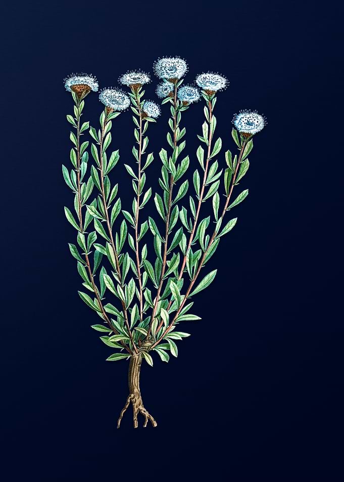 Vintage Flower on Blue