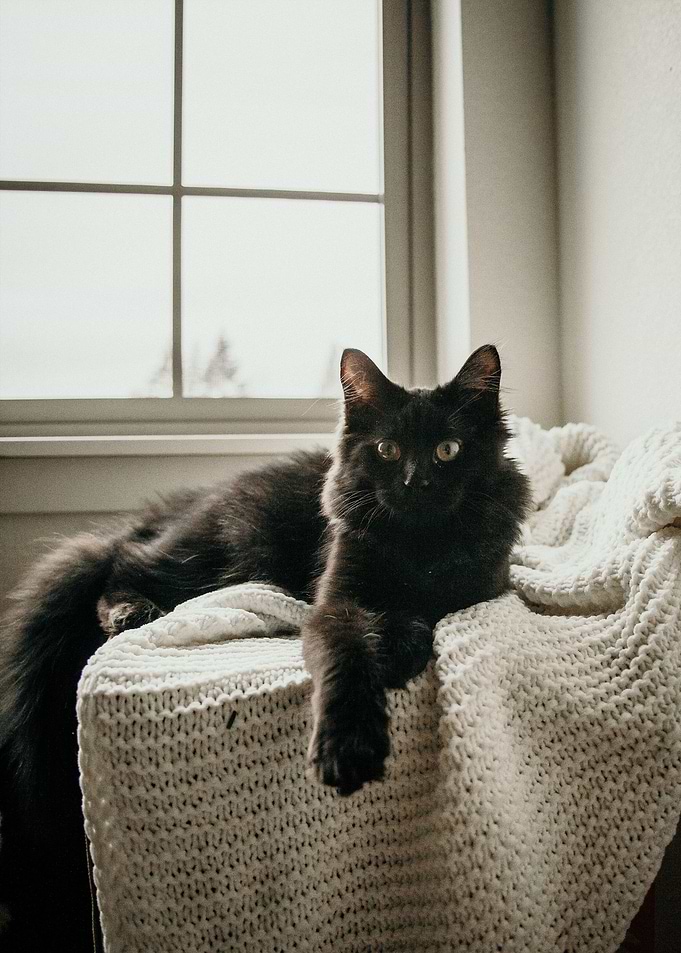 cat photo