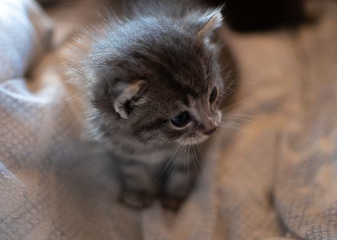 cat photo