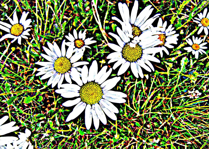 Daisies