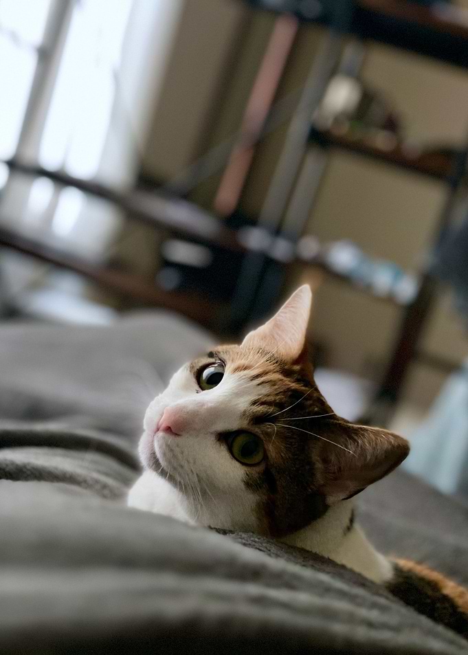cat photo