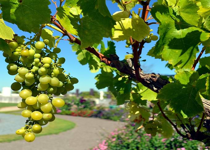 tree grapes green