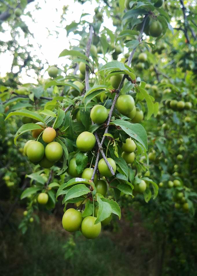 fruit tree green