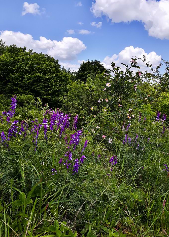 Forest flowers