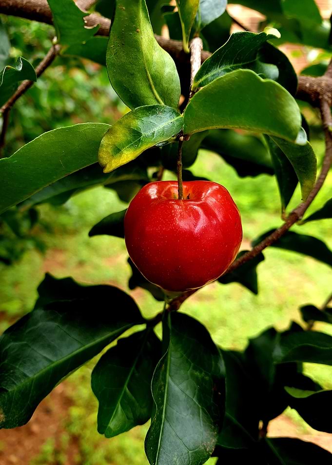 tree apple red