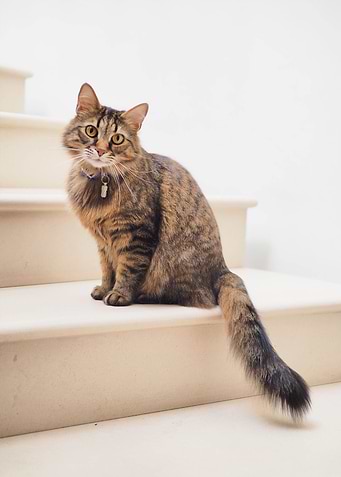 cat photo