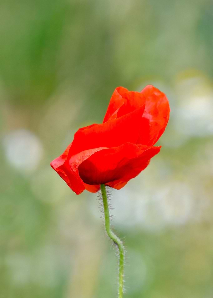 Poppy portrait no 3