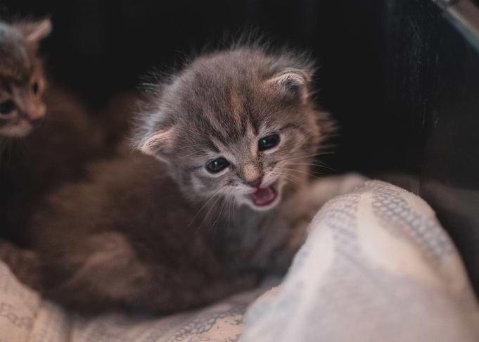 cat photo
