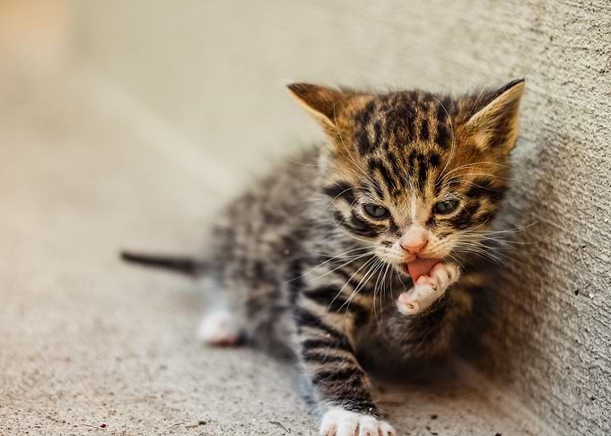 cat photo