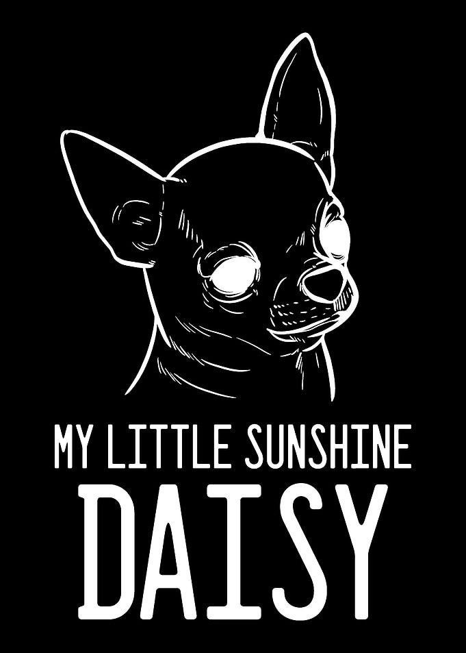 Chihuahua Daisy Chihuahua