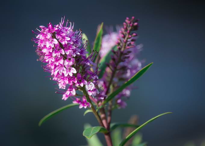Purple Nature