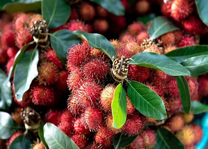 fruit red rambutan