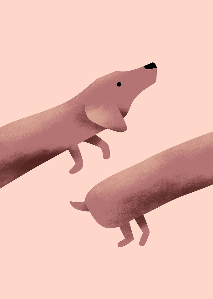 Dachshund