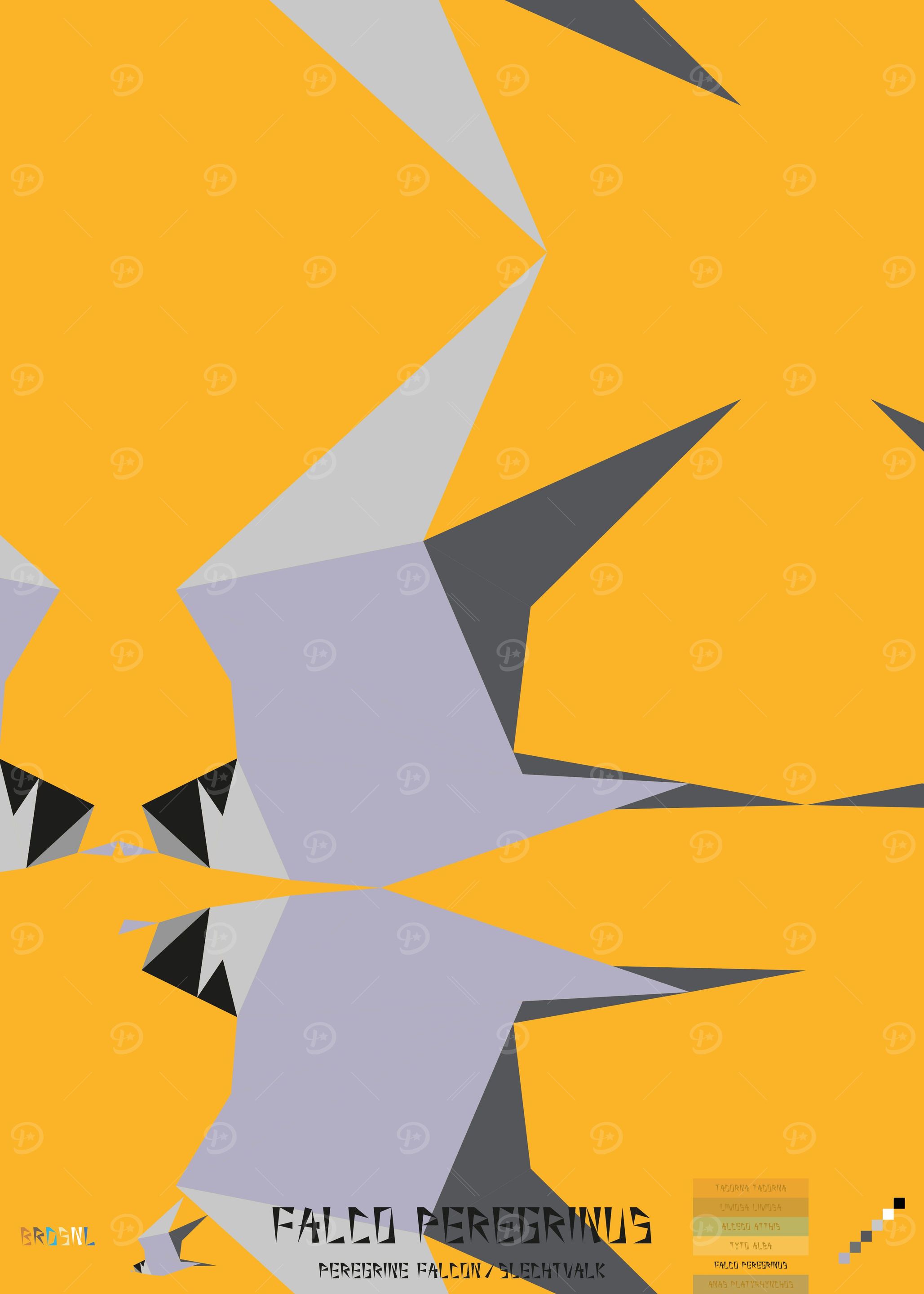 Falco Peregrinus