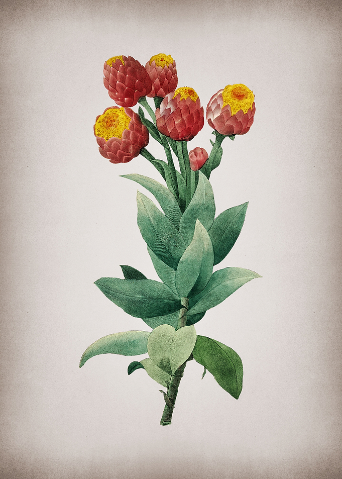 Vintage Cudweeds