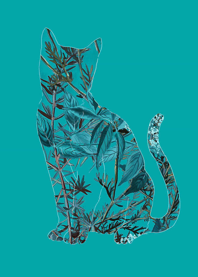 Cat Illustration
