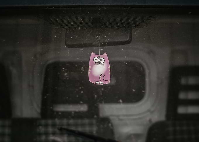 Cat alone