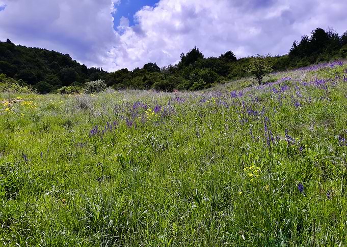 Bells field