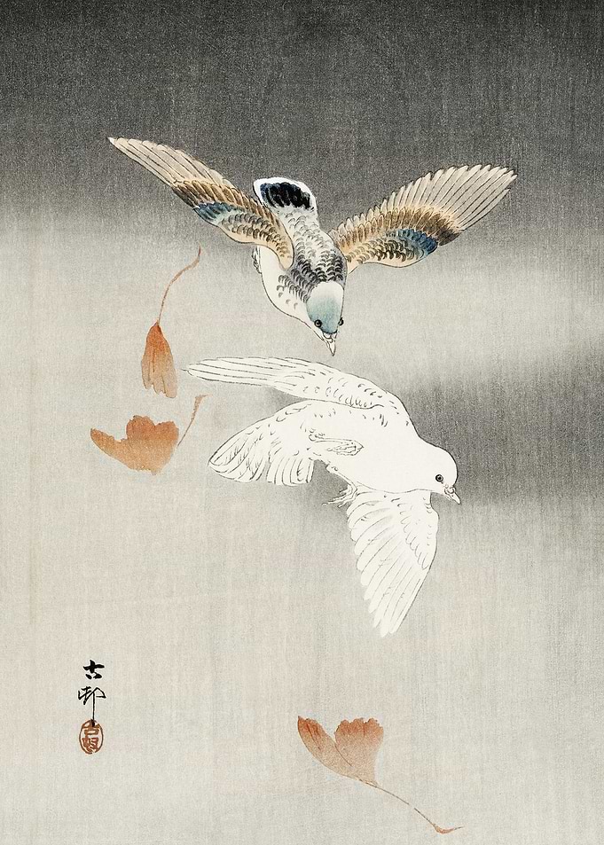Two pigeons