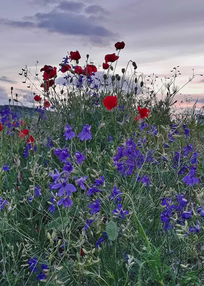 Poppy and blue bells