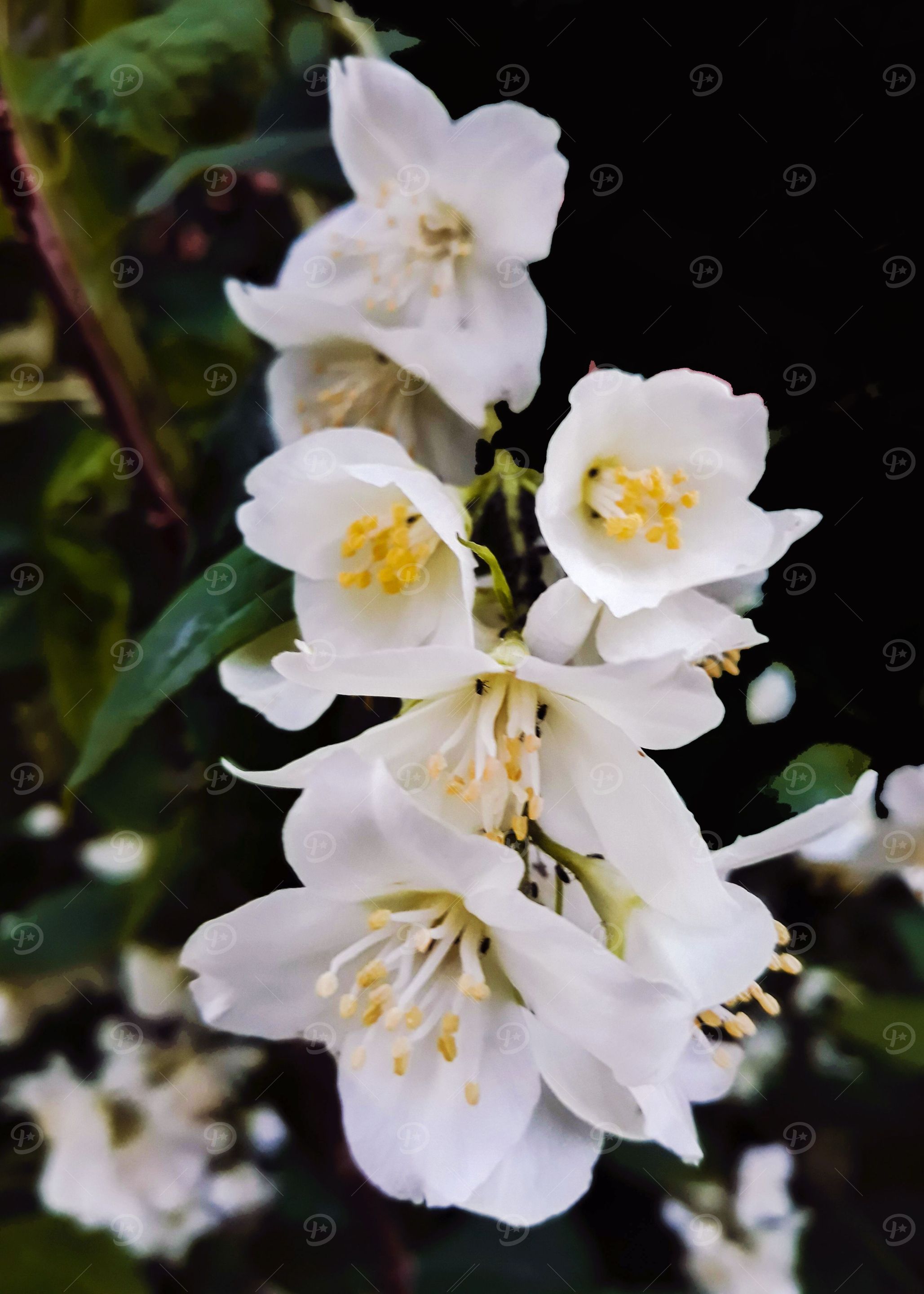 White flowers