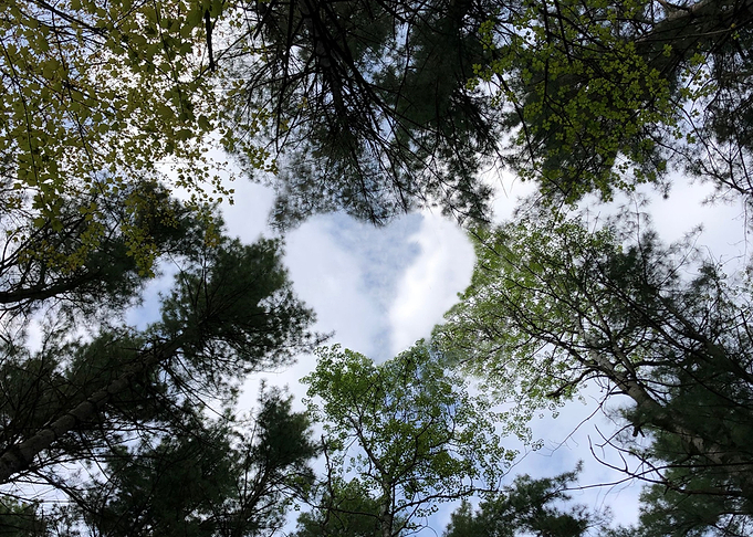 Heart Forest