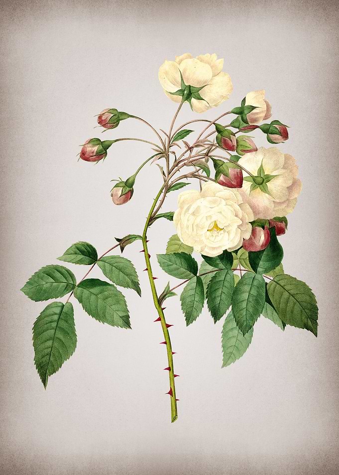 Vintage White Flowers