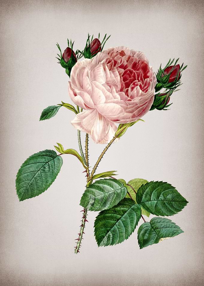 Vintage Centifolia Roses
