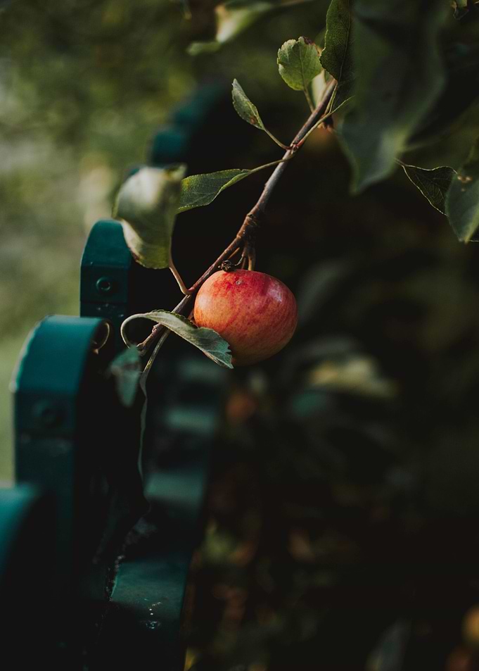 one apple tree