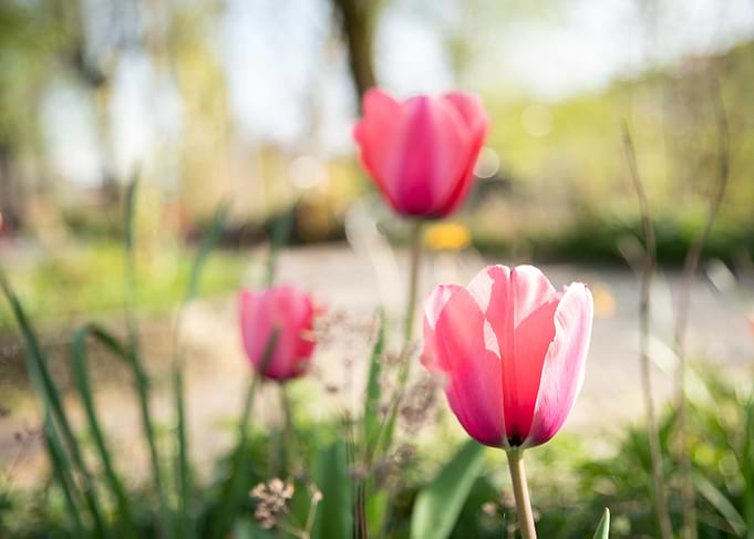 Magic Tulip