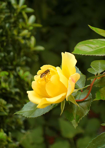 yellow rose and hoverfly