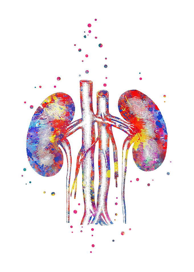 Kidney