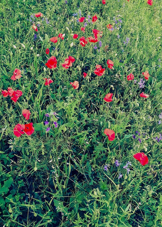 Poppy carpet