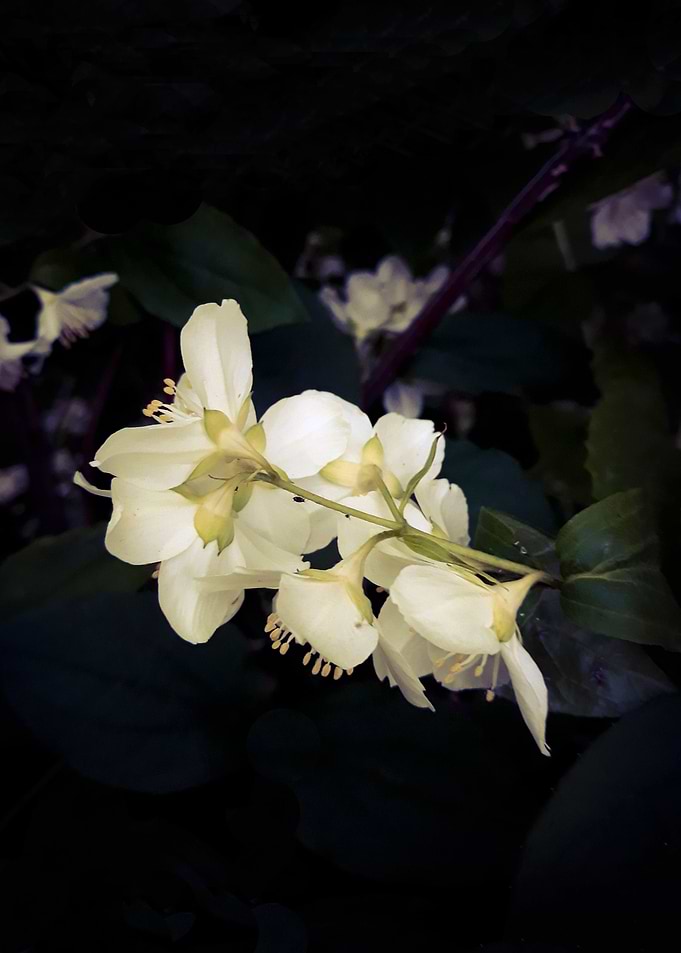 White flower