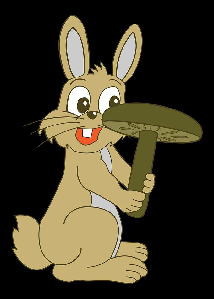 Bunny Rabbit Cony