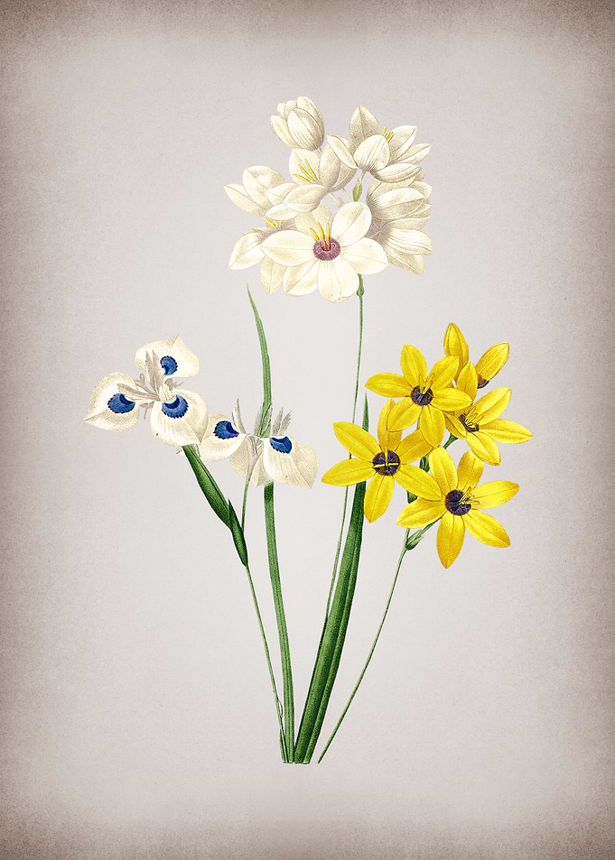 Vintage Corn Lily