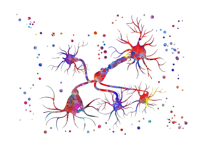 Neurotransmitter release mechanisms