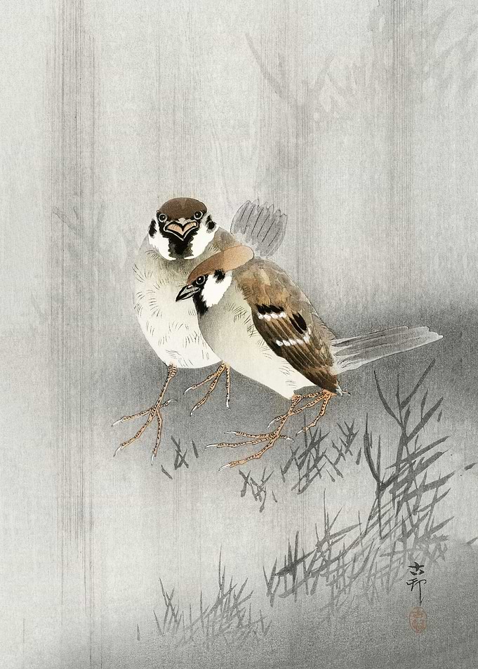 Two ring sparrows
